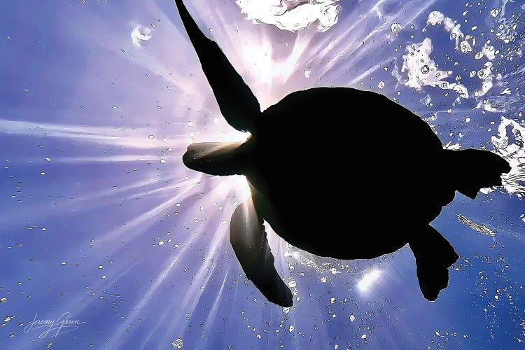 Maui Sea Turtle Silhouette by Diver Jerry wall art
