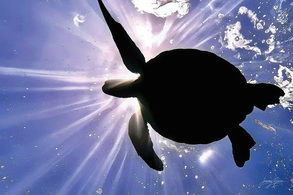 Diver Jerry: Maui Sea Turtle Silhouette by Diver Jerry