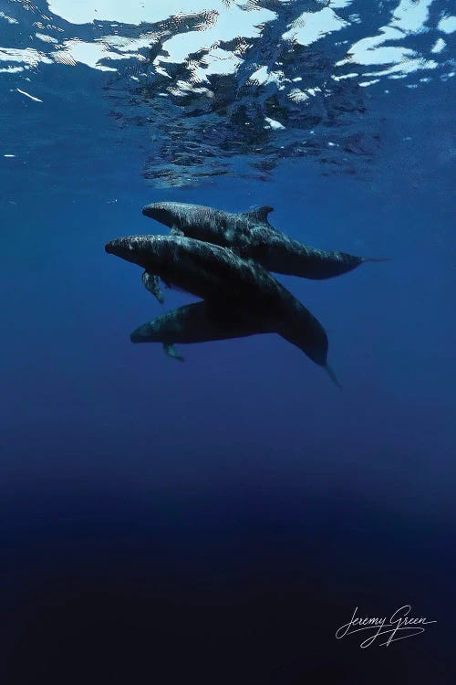 Melon-Headed Whales Bahamas by Diver Jerry wall art