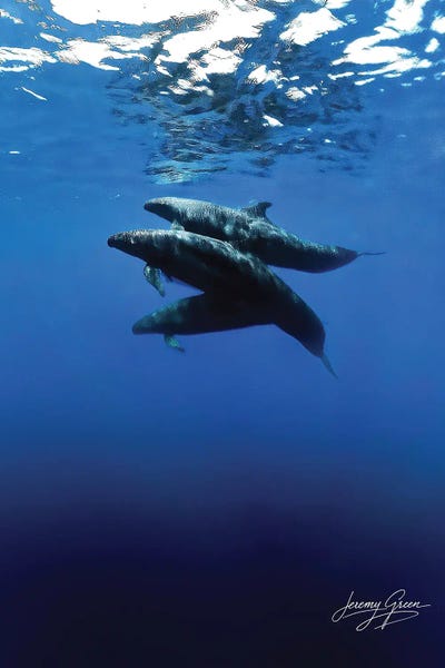 Diver Jerry: Melon-Headed Whales Bahamas by Diver Jerry
