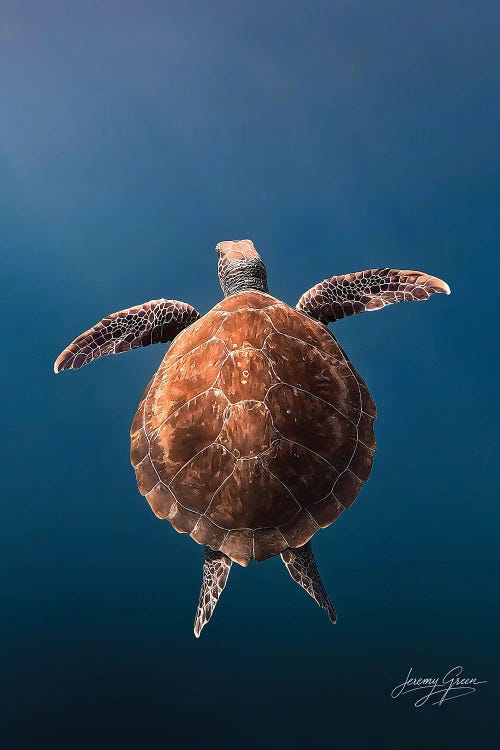 Green Sea Turtle Juvenile Ft. Lauderdale