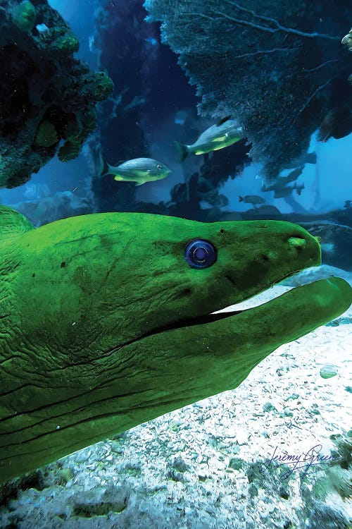 Green Mooray Eel Profile Florida Keys