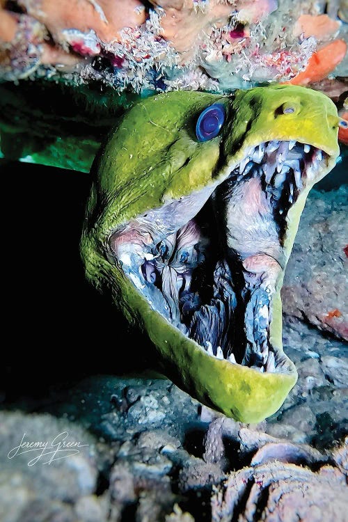 Green Moray Eel Closeup by Diver Jerry wall art