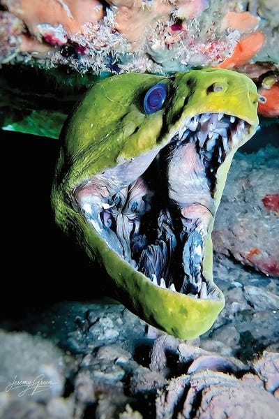 Diver Jerry: Green Moray Eel Closeup by Diver Jerry