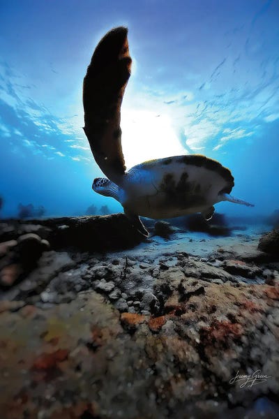 Turtles: Green Sea Turtle Fin View by Diver Jerry