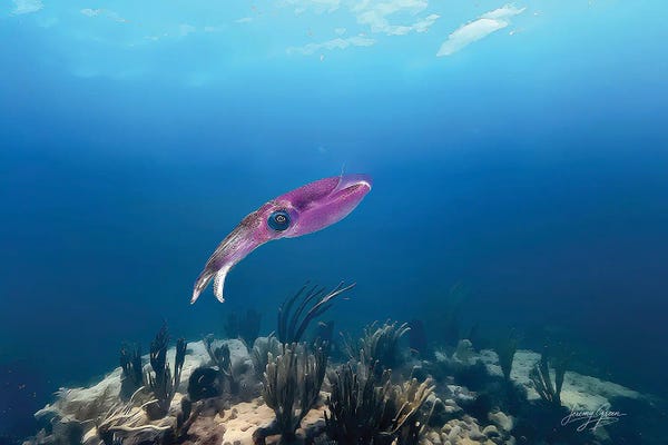 Diver Jerry: Reef Squid Wide by Diver Jerry