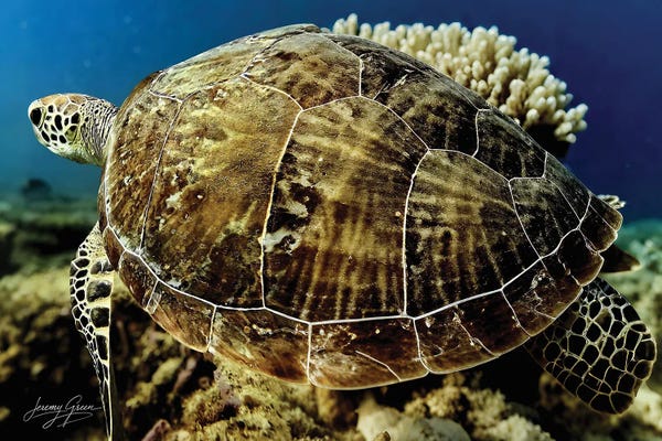 Green Sea Turtle Profile