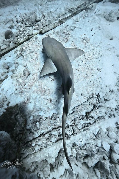 Diver Jerry: Nurse Shark Aerial Florida Keys by Diver Jerry