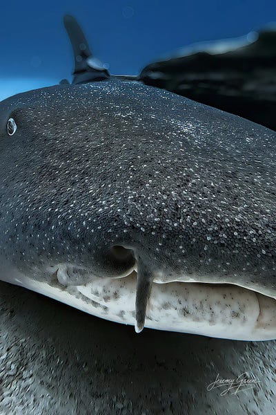 Sharks: Nurse Shark Closeup Florida Keys by Diver Jerry