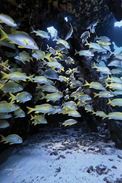 Diver Jerry: School Of Reef Fish Florida Keys by Diver Jerry