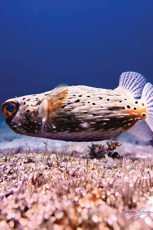 Spiny Pufferfish Closeup by Diver Jerry wall art