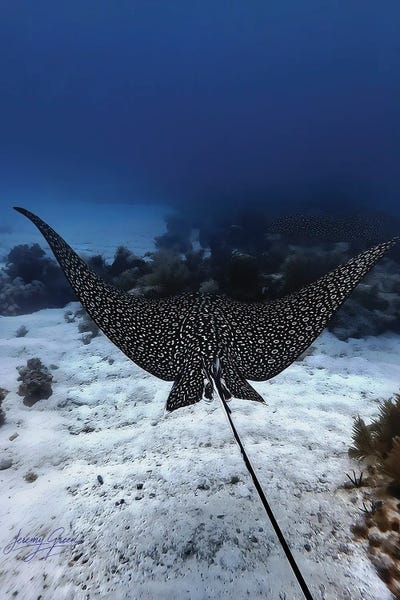 Spotted Eagle Ray Solo Behind Florida Keys by Diver Jerry framed wall art