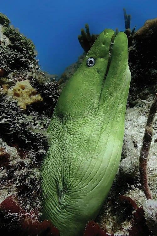 Green Moray Eel Profile Ft. Lauderdale by Diver Jerry wall art