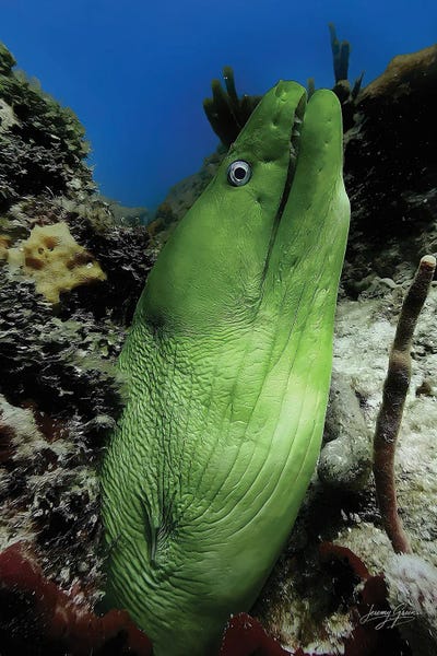 Diver Jerry: Green Moray Eel Profile Ft. Lauderdale by Diver Jerry