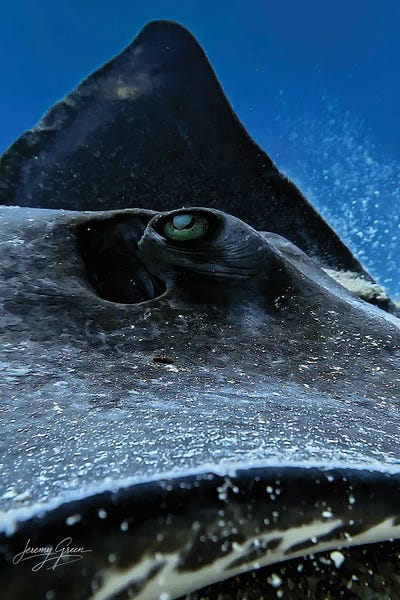 Stingray Closeup Florida Keys by Diver Jerry framed wall art