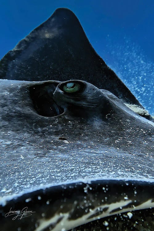 Stingray Closeup Florida Keys