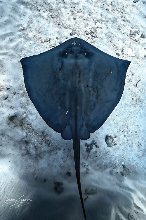 Stingray Aerial Florida Keys