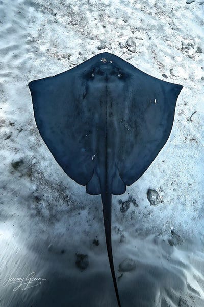 Stingray Aerial Florida Keys