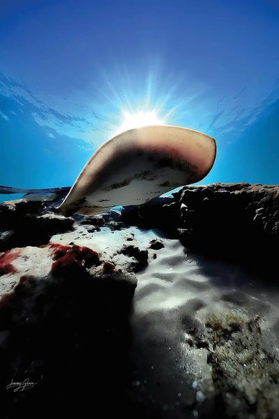 Stingray Belly Wide Ft. Lauderdale by Diver Jerry framed wall art