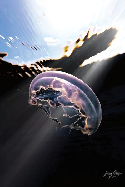 Diver Jerry: Jellyfish Sun Rays by Diver Jerry