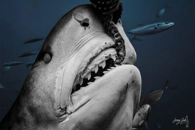 Canvas Print: Tiger Shark by Diver Jerry - thumbnail