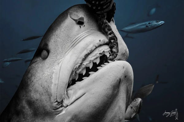 Tiger Shark