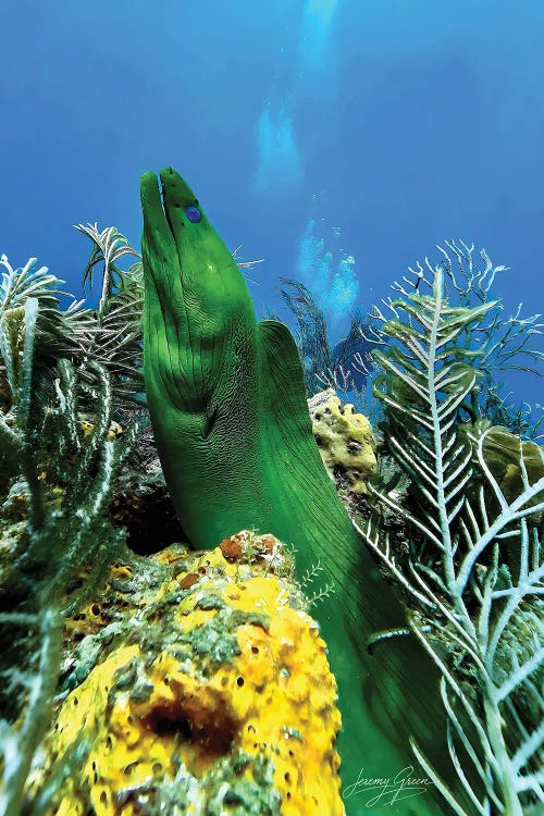 Green Moray Eel Profile Boynton Beach by Diver Jerry wall art