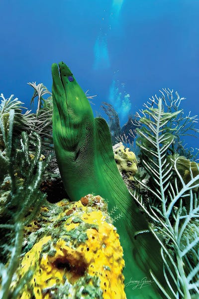 Diver Jerry: Green Moray Eel Profile Boynton Beach by Diver Jerry