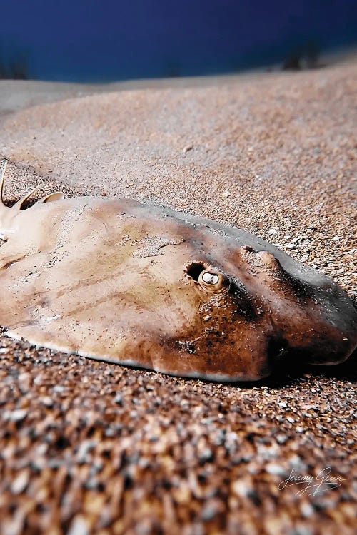 Electric Ray Closeup by Diver Jerry wall art