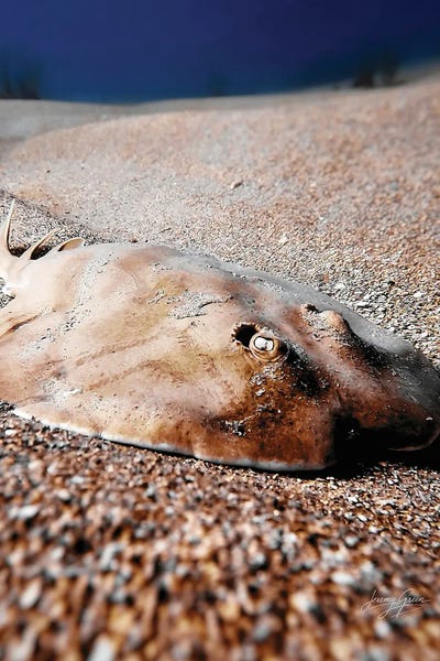 Diver Jerry: Electric Ray Closeup by Diver Jerry