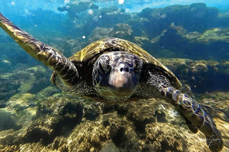 Maui Green Sea Turtle (Green) by Diver Jerry wall art