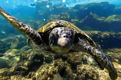 Diver Jerry