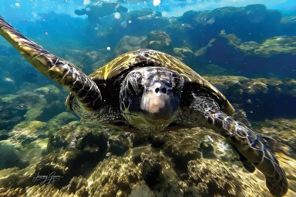 Diver Jerry: Maui Green Sea Turtle (Green) by Diver Jerry