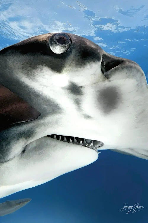 Bimini Great Hammerhead Shark Closeup by Diver Jerry wall art