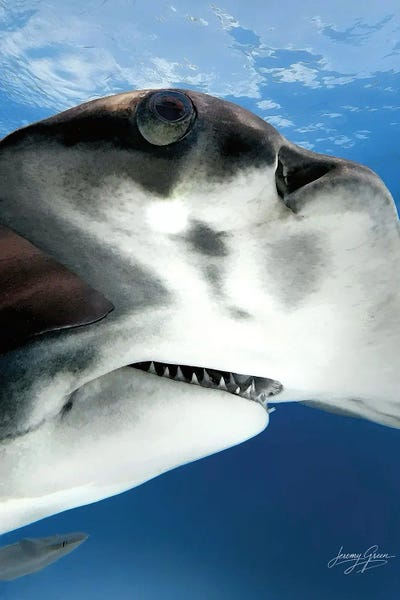 Diver Jerry: Bimini Great Hammerhead Shark Closeup by Diver Jerry