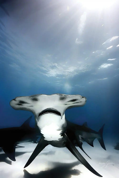 Bimini Great Hammerhead Shark Wide Mouth by Diver Jerry wall art