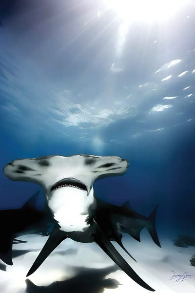 Diver Jerry: Bimini Great Hammerhead Shark Wide Mouth by Diver Jerry