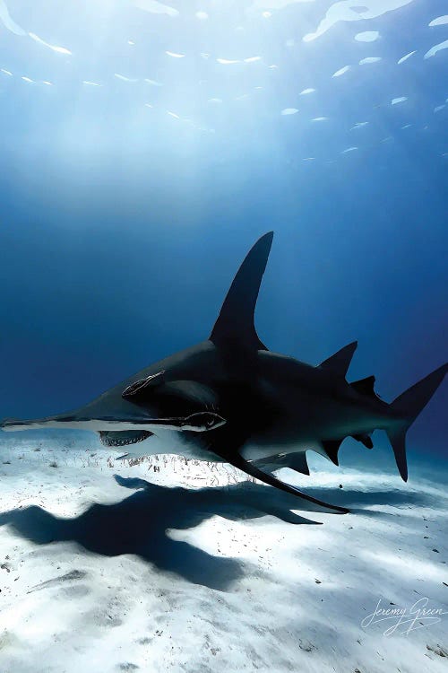 Bimini Great Hammerhead Shark Lurking by Diver Jerry wall art