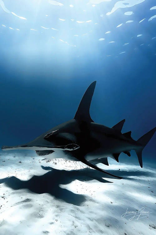 Bimini Great Hammerhead Shark Lurking by Diver Jerry wall art