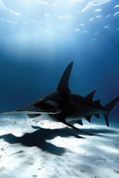 Diver Jerry: Bimini Great Hammerhead Shark Lurking by Diver Jerry