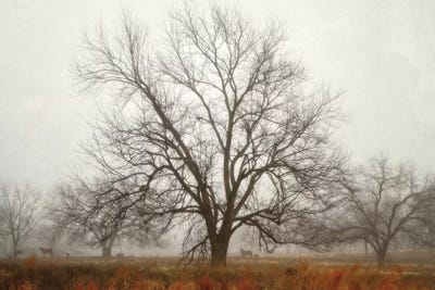Morning Calm I by Debra Van Swearingen framed wall art