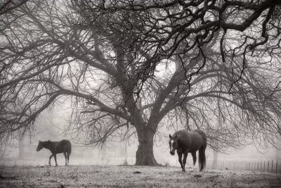 Morning Calm II BW by Debra Van Swearingen framed wall art