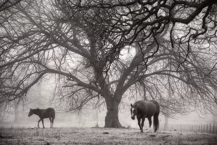Morning Calm II BW by Debra Van Swearingen wall art