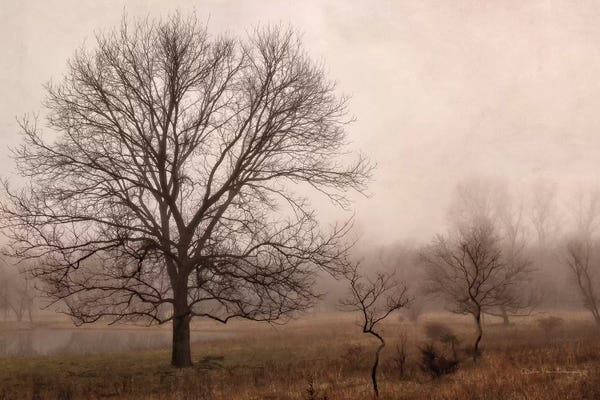 Morning Calm IV