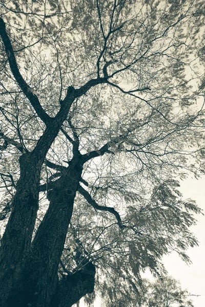 Black & White Florals: Branching Out I by Debra Van Swearingen