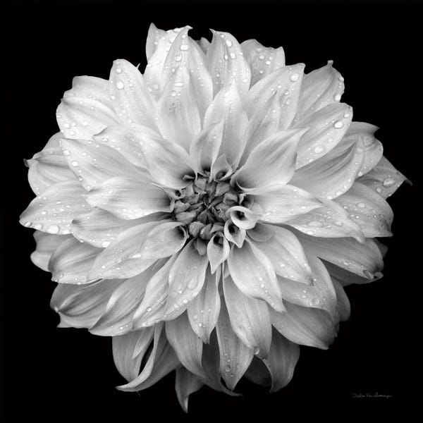 Dahlia IV BW