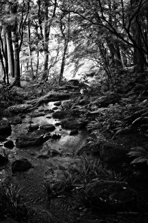 Lush Creek in Forest BW