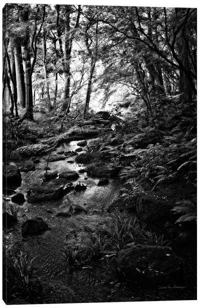 Lush Creek in Forest BW Canvas Art Print