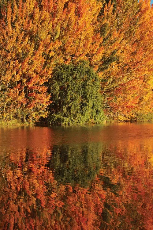 Autumn reflections in Kellands Pond, South Canterbury, South Island, New Zealand I