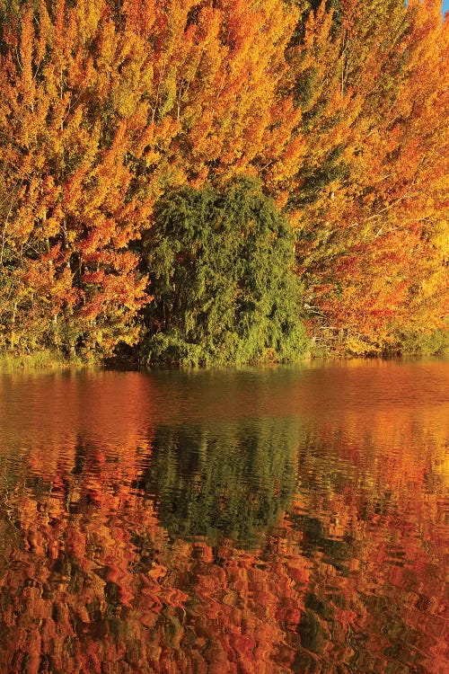 Autumn Reflections In Kellands Pond I, South Canterbury, South Island, New Zealand